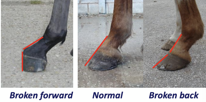 <p>What axis (abbreviated) is measured during conformation exam on the equine digit, shown here?</p>