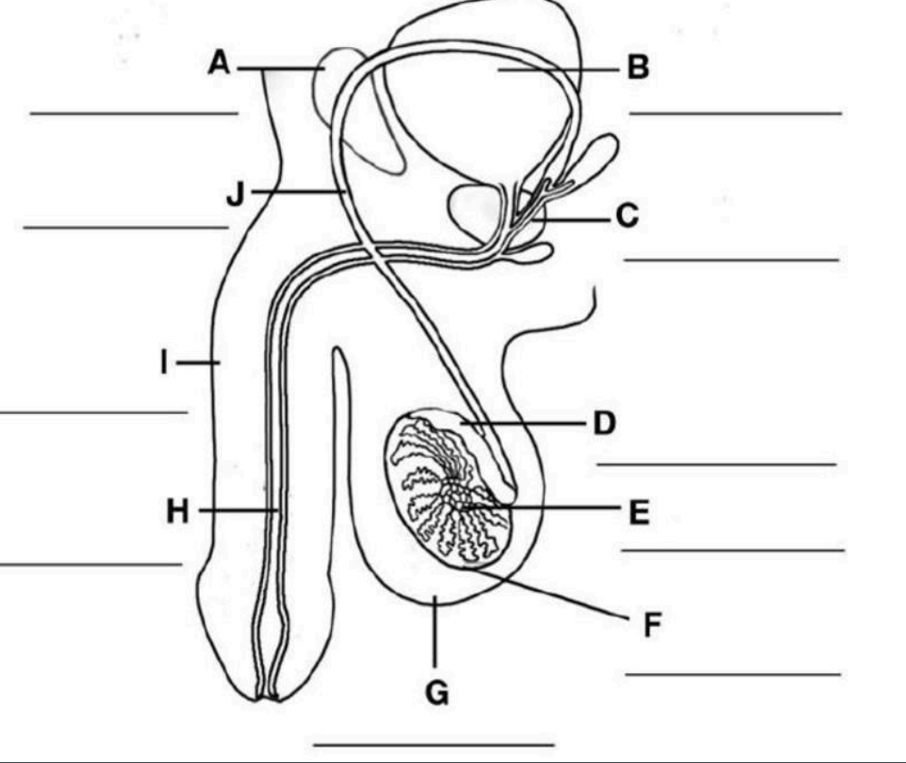 <p>What is the part labeled J?</p>