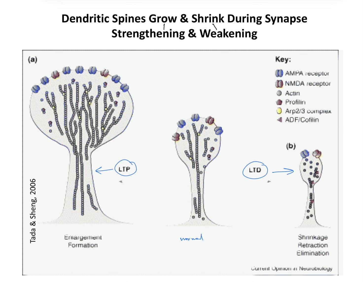 <p>dendritic spines:</p><ul><li><p><u>grow </u>during synapse strengthening (<strong><u>LTP</u></strong>)</p></li><li><p><u>shrink </u>during synapse weakening (<strong><u>LTD</u></strong>)</p></li></ul><p>^ identify by comparing the size (expansion/shrinking) and/or # of dendritic spines (new or no new spines)</p><p>__</p><p>synapse strengthening during LTP (and morphological plasticity of spines) depends on <u>dynamic actin</u> cytoskeleton</p><ul><li><p>pharmalogically blocking actin filament dynamics <strong><u>cause LTP to be unstable</u></strong></p><ul><li><p>(aka still have LTP, but it in unstable / fades off more quickly ← b/c unstable is short-term potentiation)</p></li></ul></li></ul><p></p>