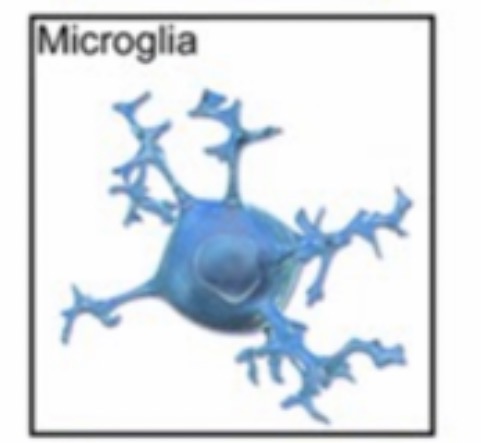 <p><span>Act as CNS immune cells; remove debris and pathogens. Small cells with elongated bodies, elongated nuclei with dense chromatin </span></p>