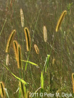 <p>Warm - Annual with a yellowish, bristly seedhead and long hairs near the leaf base. Common in cropland, lawns, pastures, and compacted disturbed soil.</p>