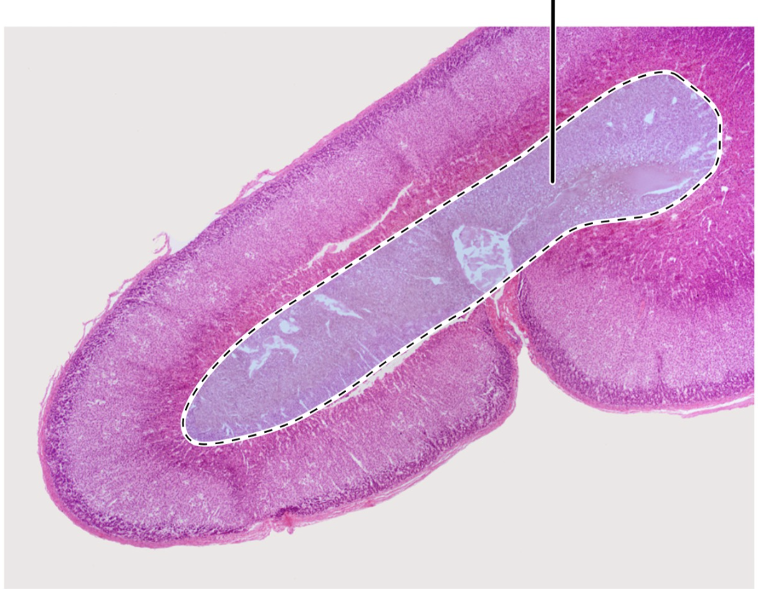 <p>ID highlighted area</p>