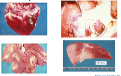 <p>Nursery age pigs present with areas of necrosis (pale streaks) across the heart and pulmonary edema. What is this and what can you do to prevent it in other pigs?</p>