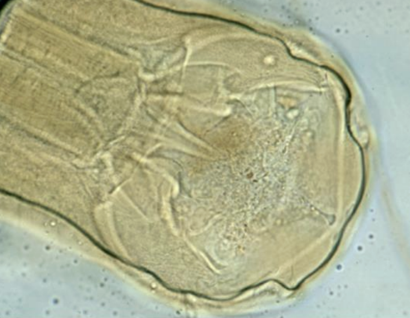 <p>name the species? </p>