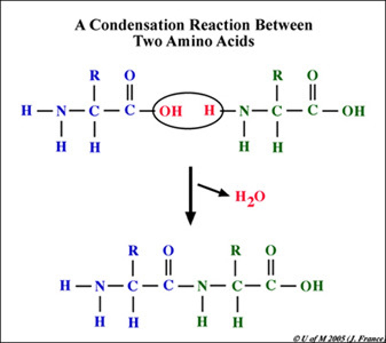 <p>Joins monomers: one monomer provides a hydroxyl group while the other provides a hydrogen to form a water molecule, which is removed.</p>