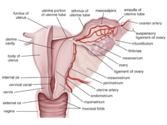 <p>Which part of the uterus is narrow and connects the body to the cervix?</p>