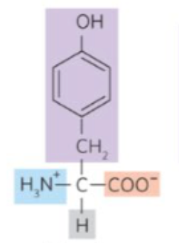 <p>what amino acid is this?</p>