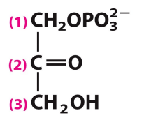 <p>What is this structure?</p>