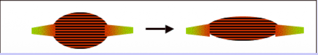 <p>When you stretch muscle out of contract it, they come back to their original shape (recoils)</p>