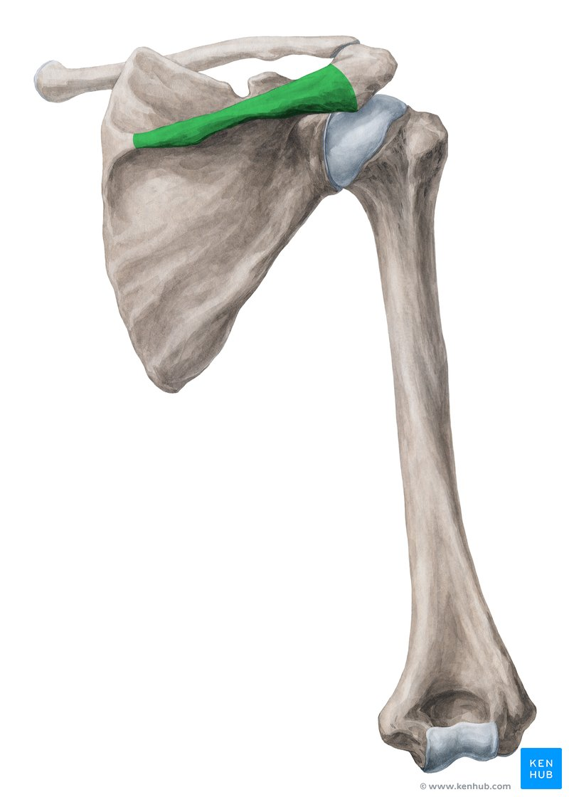 <p>structure</p>