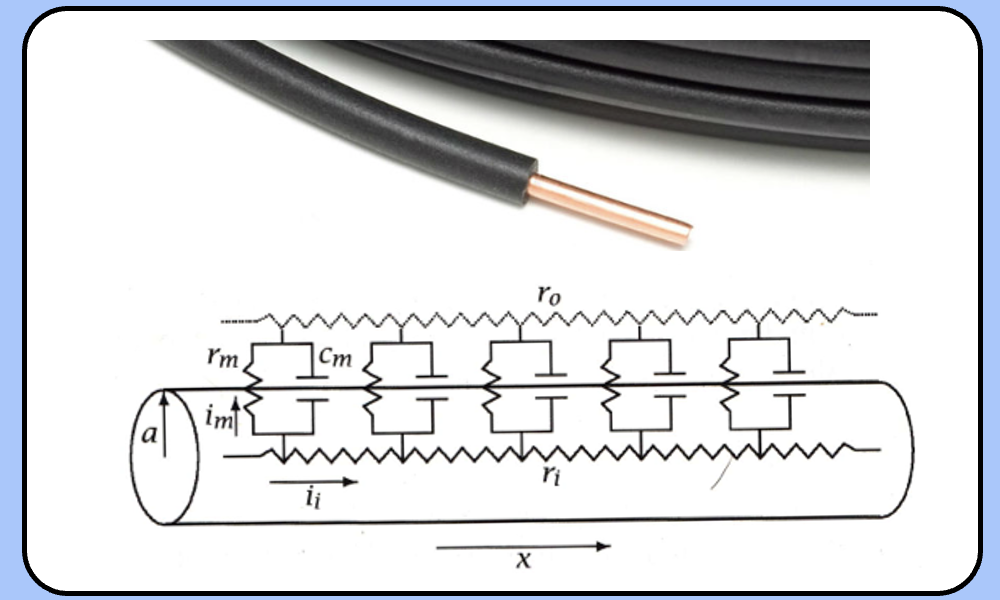 <p><span style="font-family: "Helvetica Light";">- earlier, when we discussed cable theory, we saw how the axon can be modeled as a string of parallel RC circuits (with r<sub>m</sub> and c<sub>m</sub>) connected by an intracellular resistance (r<sub>i</sub>).</span></p><p><span style="font-family: "Helvetica Light";">&nbsp;- any current applied to this cable with break up into I<sub>m</sub>, which flows onto the membrane RC circuit, and and I<sub>a</sub> (aka I<sub>i</sub>), which flows down the center of the axon.</span></p>