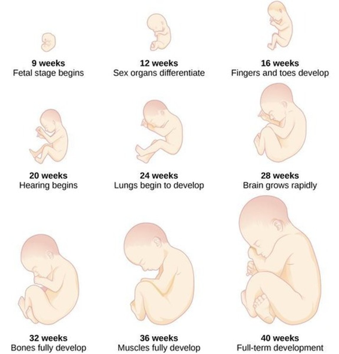 <p>Period starting at week 9 characterized by growth and maturation.</p>