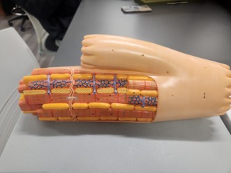 <p>What is the name and is it voluntary?</p>