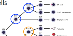 <p>hematopoietic progenitor cell</p><p>can differentiate into</p><p>T/NKP - T lymphocyte and natural killer cell progenitor</p><p>BLP - B lymphocyte progenitor</p>
