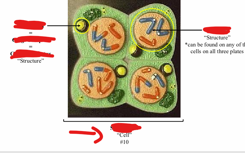 <p>name the cell</p>