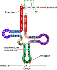 <p>recognizes mRNA codons and carries the proper amino acid for protein assembly.</p>