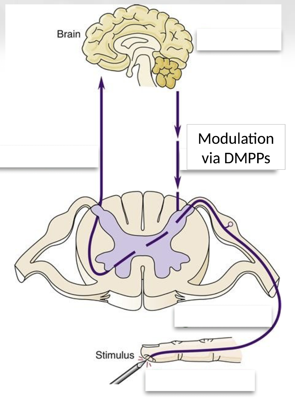 <p>DMPPs are neural pathways from the brainstem that send signals back down to the spinal cord to regulate pain transmission through excitation or inhibition.</p>