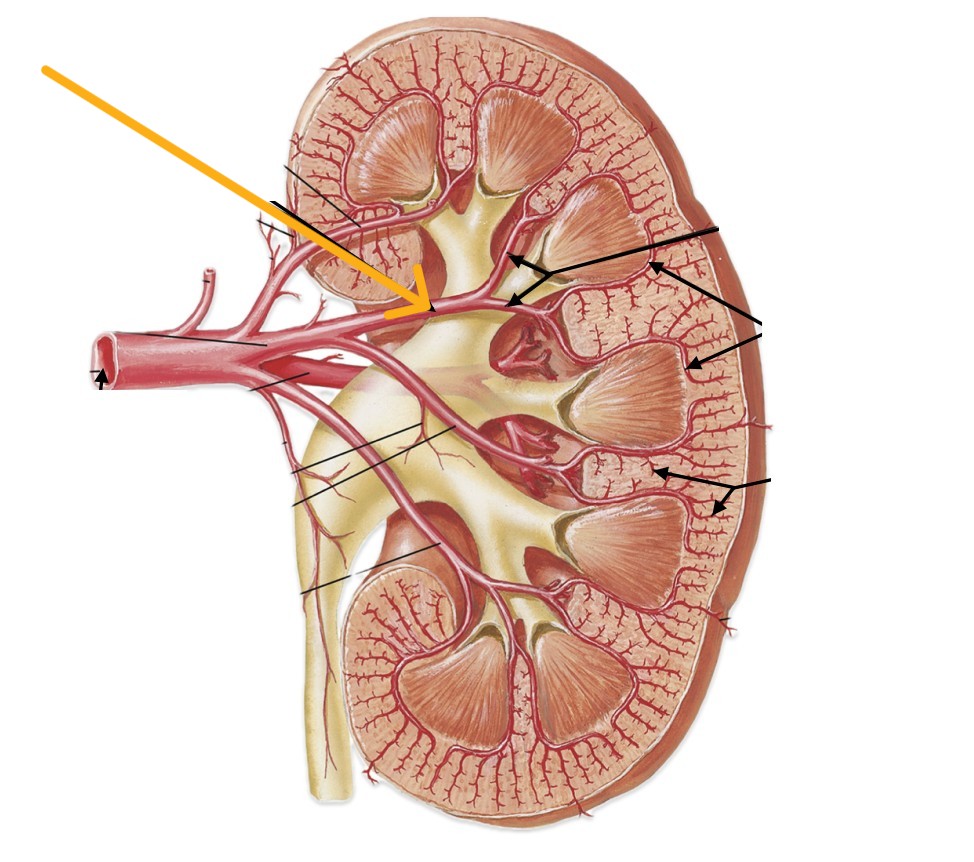 <p>Which arteries of the kidneys:</p><ul><li><p>After renal artery</p></li><li><p>Before interlobar arteries</p></li></ul><p></p>