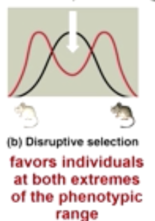 <p>favors individuals at both extremes of the phenotypic range. </p>