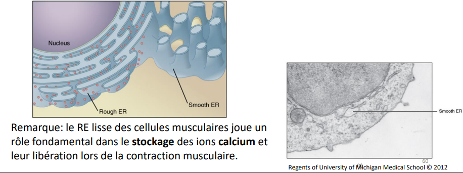 <p>Ne possède pas de ribosome, n’est pas impliqué dans la synthèse des glycoprotéines mais bien dans celle des lipides (phospholipides et hormones stéroïdes).</p><p>Déplacent des molécules à l'intérieur de la cellule.</p>