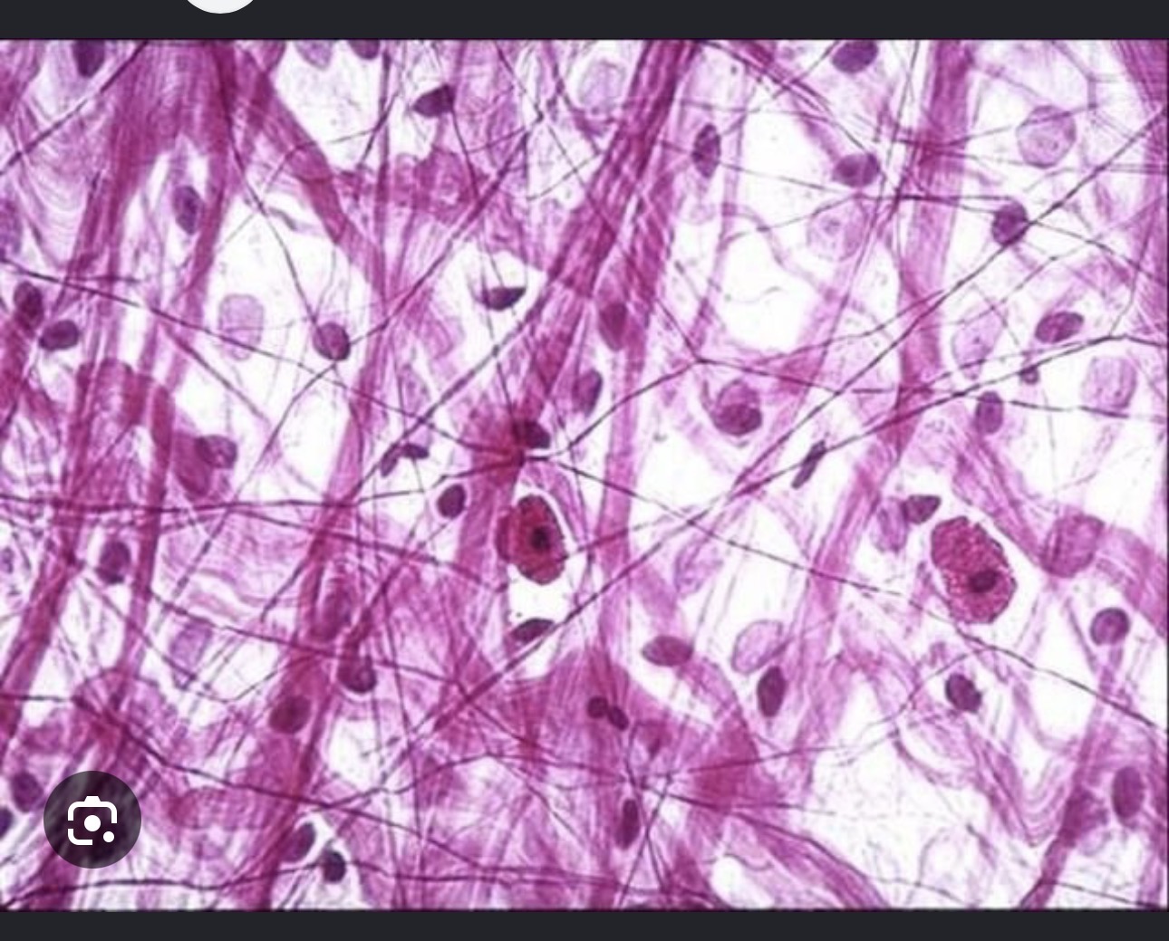 <p>Connective tissue name it </p>