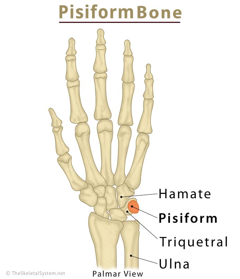 <p>Pisiform</p>