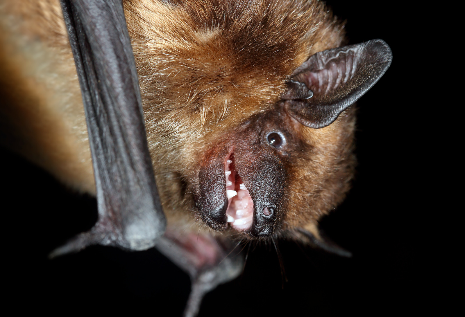 <p><span>Kroppslängd:&nbsp;66–92 mm</span></p><p><span>underarm:&nbsp;45–56 mm</span></p><p><span>vingspann:&nbsp;315–380 mm</span></p><p></p><p>Ganska vanlig art</p>