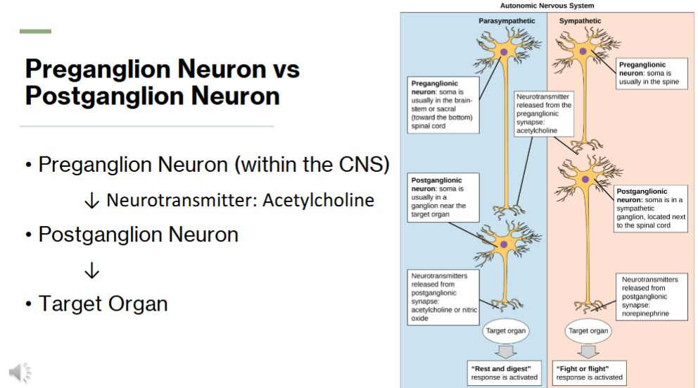 <p>in the CNS </p>