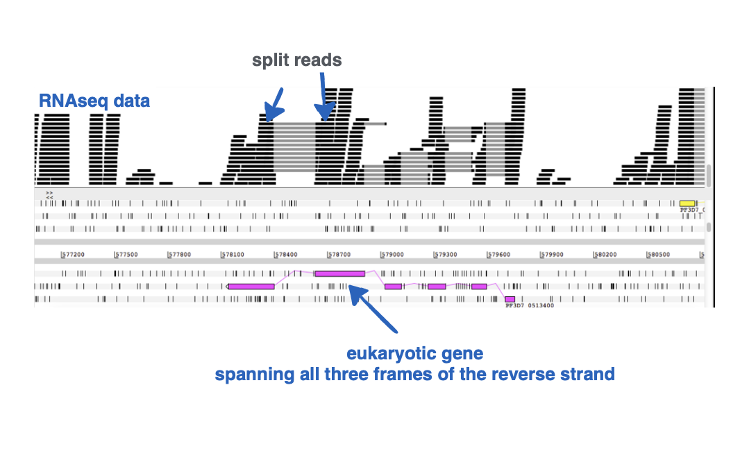 <p>Why do split reads exist in eukaryotic RNASeq data?</p>