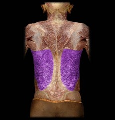 <p>thoracodorsal artery</p>