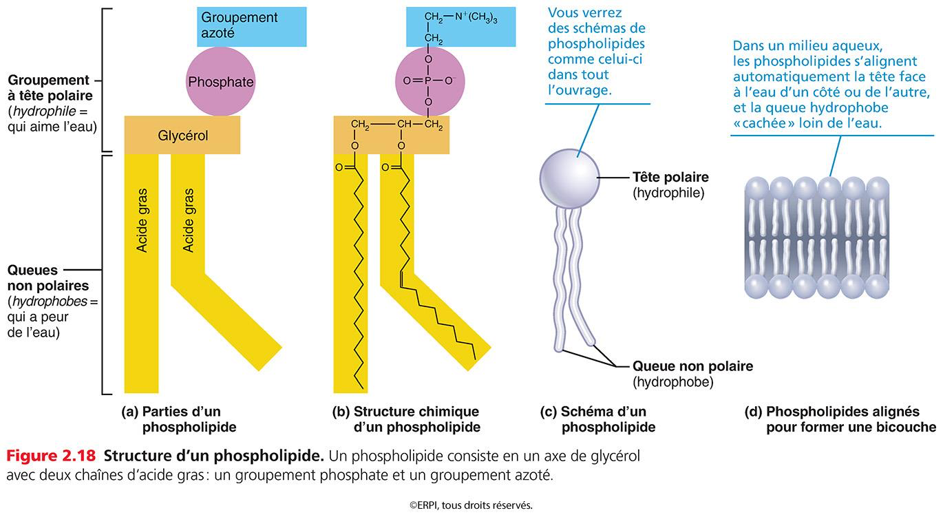 <ul><li><p>Composants structuraux majeurs des membranes plasmiques cellulaires.</p></li><li><p><strong>Structure</strong> : Tête polaire hydrophile (groupement azoté, phosphate $$PO_4^{3-}$$, glycérol) attirée par l'eau, et deux queues non polaires hydrophobes (deux acides gras : un saturé rectiligne et un insaturé courbé).</p></li><li><p>Organisés en double couche phospholipidique formant une barrière étanche à l'eau et aux ions.</p></li></ul><p></p>