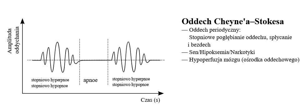 <p><span>występowanie bezdechów trwających kilkanaście sekund, po których pojawia się oddech, który jest coraz szybszy i głębszy, następnie po osiągnięciu maksimum – ulega stopniowemu zwolnieniu i spłyceniu, aż do kolejnego epizodu bezdechu.</span></p><p><span>udar, encefalopatia metaboliczna/polekowa, sen, hipoksemia</span></p>