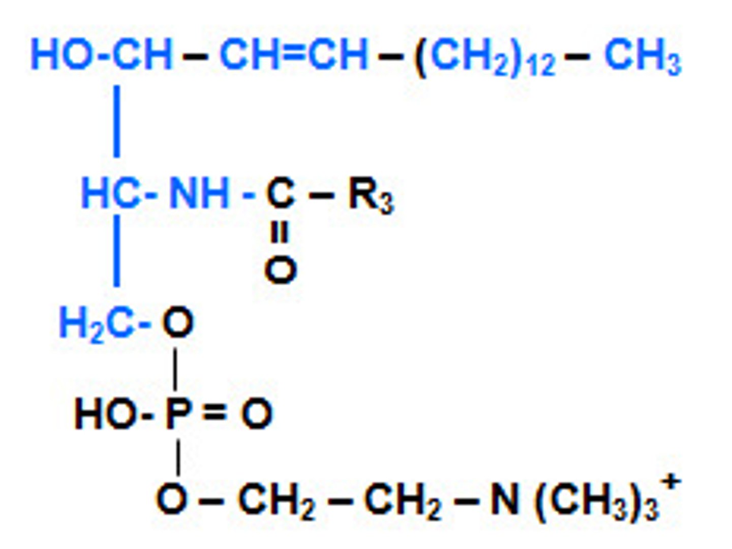 <p>- major class of sphingophospholipids</p><p>- contain phosphatidylcholine or phosphatidylethanolamine head group</p><p>- major component of myelin sheath</p>