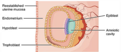 <p>- Epiblast</p><p>- Hypoblast</p>