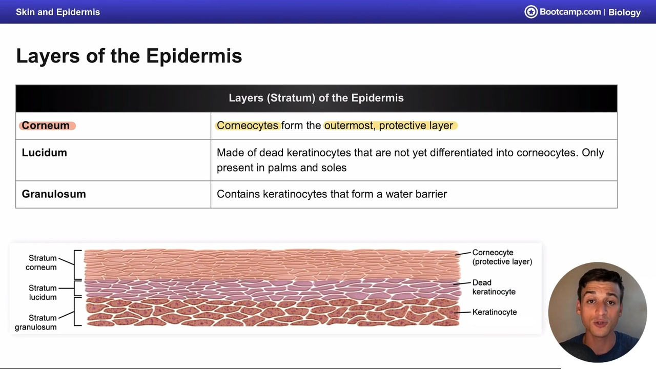 <p><strong>corneocytes</strong>, which form the outermost protective layer </p>
