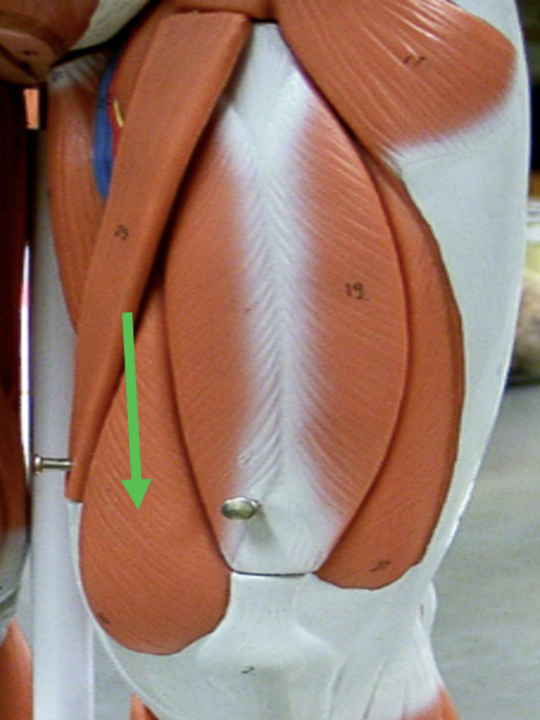 <p>Identify the muscle indicated by the pointer.</p>