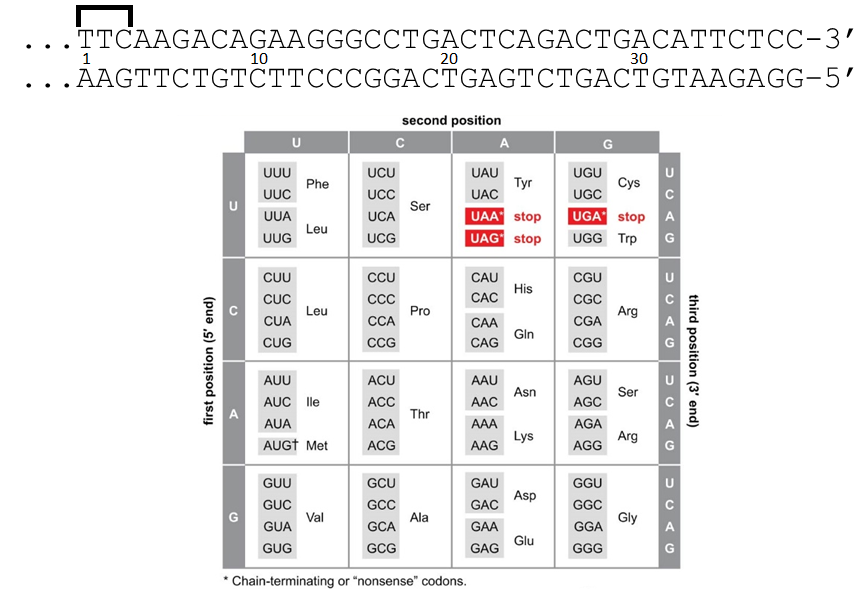 <p>The DNA sequence shown below comes from part of the TP53 gene. It encodes the last amino acids of the p53 protein, which is normally 393 amino acids long. The bracketed codon indicates the correct reading frame of this gene. The lower strand of the gene is used as the template during the transcription of mRNA from this gene. The first T on the 5' end is at position 1.</p><p>T/F: A mutation that changes the nucleotide at position 20 from A to G is a silent mutation.</p>