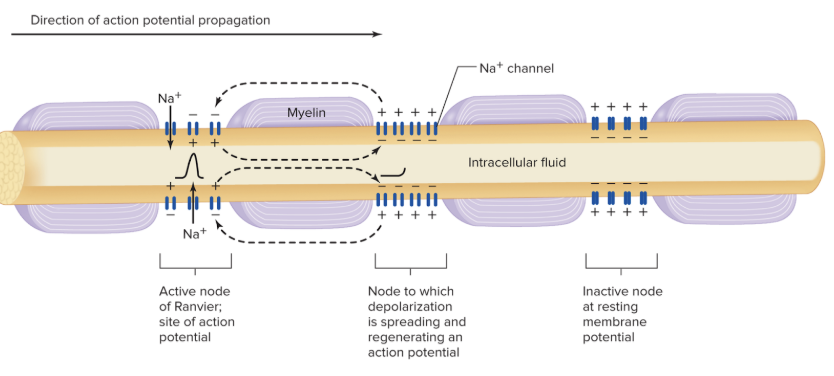 <p><span style="background-color: transparent;"><span>axon potentials appears to jump from node to node due to Na</span><sup><span>+</span></sup><span> channels located there</span></span></p><p></p>