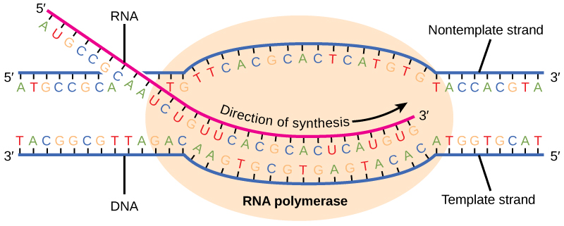 <p><span>Replication, transcription and translation occur in a 5′-3′ direction to ensure consistency of the reading frame.</span></p>