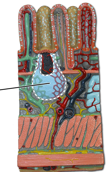 knowt flashcard image