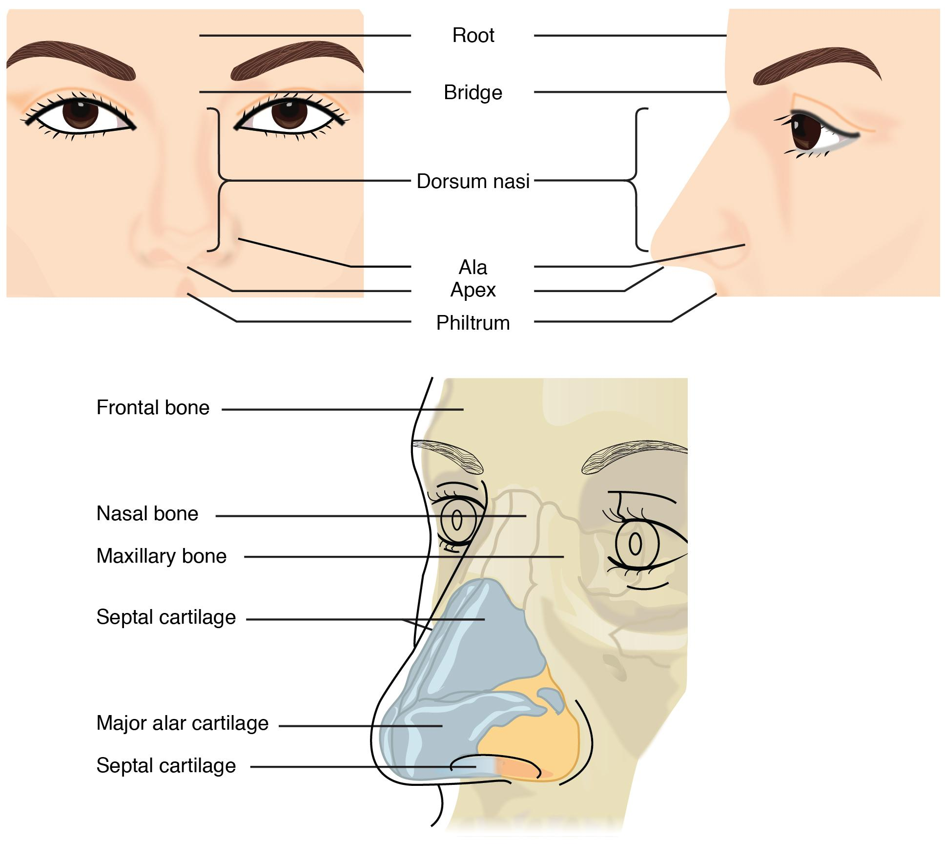 <p><span data-name="lungs" data-type="emoji">🫁</span> Respiratory System</p><p><strong><u>1. Nose <span data-name="nose" data-type="emoji">👃</span></u></strong></p>