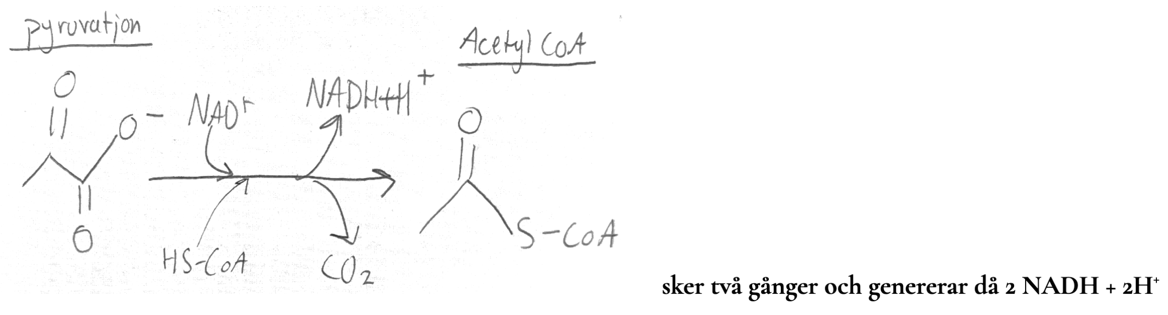 <ul><li><p>sker två gånger per glukos då det bildats 2 pyruvatjoner från glykolysen</p></li><li><p>vill skapa AcetylCoA som kan gå in i citronsyracykeln, vi skapar även koldioxid som vi andas ut, och NADH + H<sup>+</sup>.</p></li></ul><ul><li><p><mark data-color="#cf4747" style="background-color: rgb(207, 71, 71); color: inherit;">Pyruvatlänken sker över mitokondriens yttre membran (?)</mark></p></li></ul><p></p><p></p>