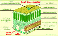 <p>organ that produces sugar for a plant</p>