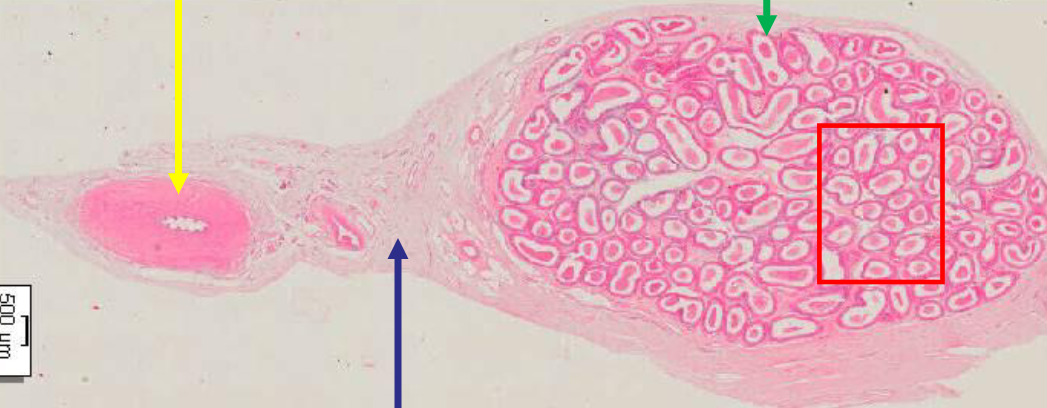 <p>benoem structuren</p>
