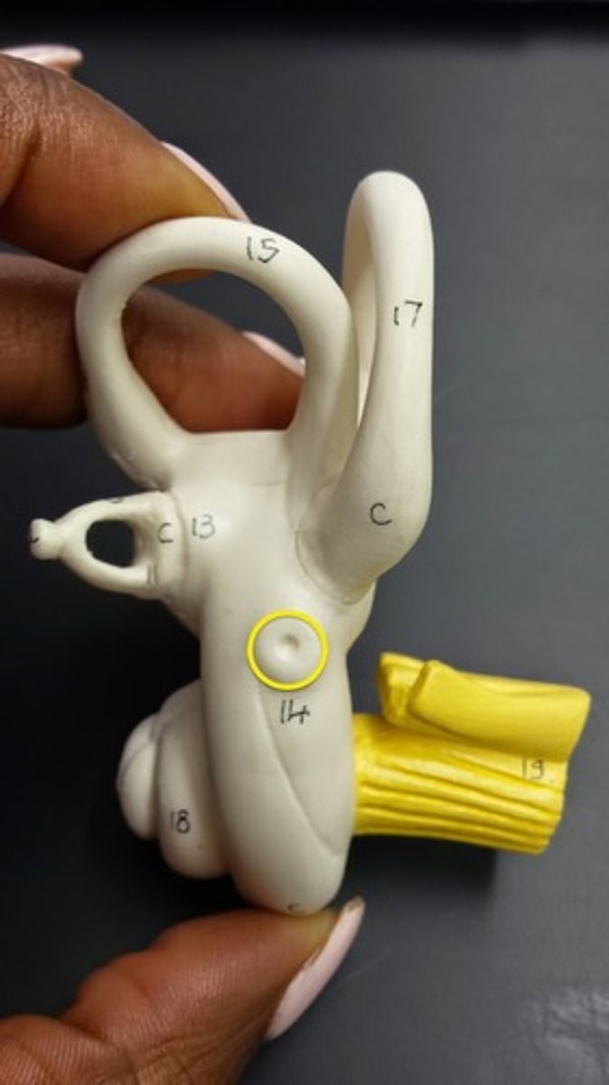 <p>What are of the ear is this?</p>