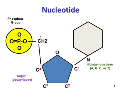 <p>A <strong>nucleotide</strong> is an organic molecule composed of:</p><ol><li><p>A <strong>nitrogenous base</strong></p></li><li><p>A <strong>pentose sugar</strong> (ribose or deoxyribose)</p></li><li><p>A <strong>phosphate group</strong></p></li></ol><p></p>