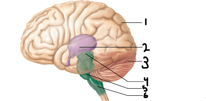 <p>label</p>