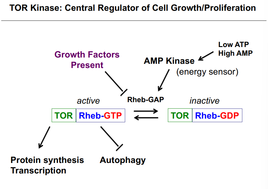 <p><span style="background-color: transparent;"><strong>TOR Kinase: Central Regulator of Cell Growth and Proliferation</strong></span></p>