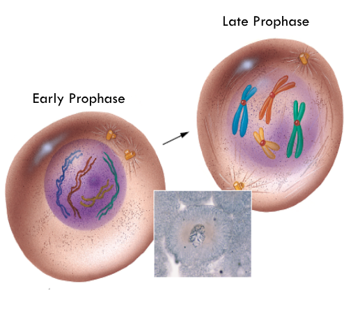 <ol><li><p><span style="background-color: transparent; font-family: "Twentieth Century", sans-serif;">Chromatin (DNA) condenses into chromosomes</span></p></li><li><p><span style="background-color: transparent; font-family: "Twentieth Century", sans-serif;">Centrioles move to opposite ends of the cell</span></p></li><li><p><span style="background-color: transparent; font-family: "Twentieth Century", sans-serif;">Spindle fibers form from the centrioles</span></p></li><li><p><span style="background-color: transparent; font-family: "Twentieth Century", sans-serif;">Nuclear membrane dissolves</span></p></li></ol><p></p>