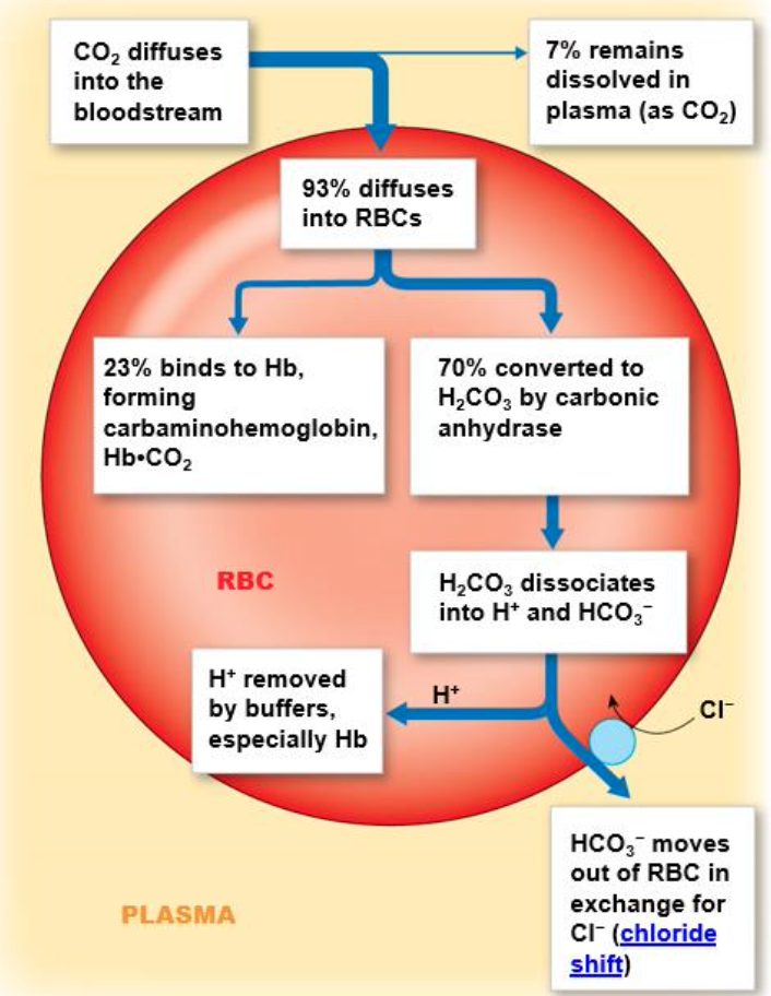 <ul><li><p>7% is dissolved in plasma</p></li><li><p>23% is dissolved in hemoglobin</p></li><li><p>70% is transported as bicarbonate (HCO3-) </p></li></ul><p></p>